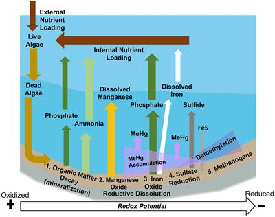 Hydrology and oxygen addition drive nutrients, metals, and methylmercury cycling in a hypereutrophic water supply reservoir